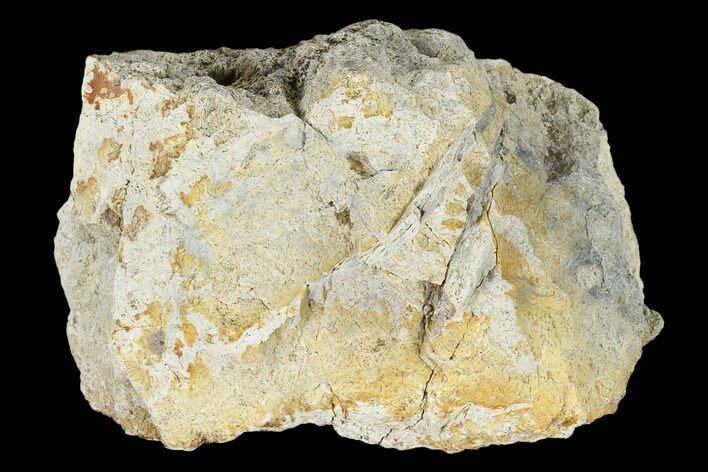 Fossil Triceratops Bone Section - North Dakota #117574